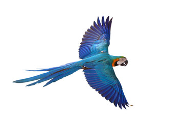 Colorful flying parrot isolated on transparent background png file