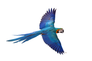 Colorful flying parrot isolated on transparent background png file