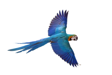Gordijnen Colorful flying parrot isolated on transparent background png file © Passakorn