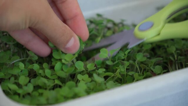 Growing plants, fresh microgreens grows, sprouts germination. Selective focus