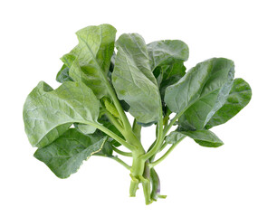 chinese broccoli on transparent png