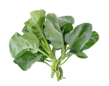 chinese broccoli on transparent png