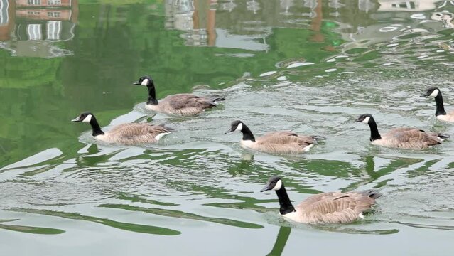 A flock of Canada goose (Branta canadensis), swimming in formation on a lake. It is brown-backed, light-breasted North American goose with a black head and neck.