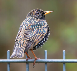 Star auf dem Gartenzaun