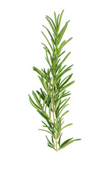 rosemary on transparent png