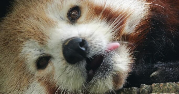 Portrait of Red panda, (Ailurus fulgens), Parc animalier des Pyrenees, Argeles Gazost, France