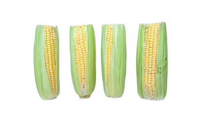 Four ears of corn stand in a row, isolated