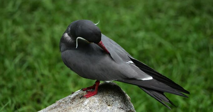 The Inca tern (Larosterna inca),South America