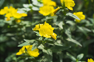 Sundrops. Calylophus berlandieri. Beautiful yellow flowers in the garden.
