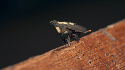 Details of a black enchenopa walking through a wood.