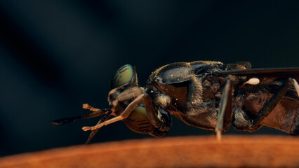 Details of a Soldier Fly perched on an orange surface. Hermetia illucens
