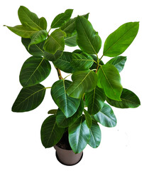 Fototapeta premium Plante d'intérieur ficus en pot détouré et isolé sur fond transparent pour illustrations, compositions digitales, plans d'aménagement paysager, dessins d'architecture ou décoration