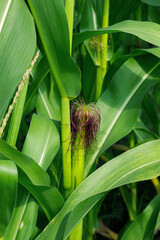 Young ears of corn on a plant