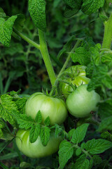 Green tomatoes on the branches of a plant