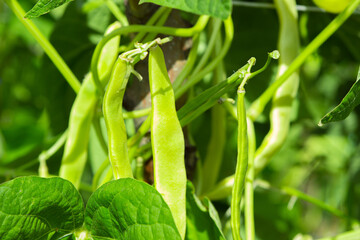 Green beans on the branches of a plant