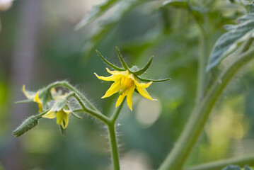 Flowers of tomato on the seedling.