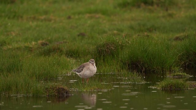 A Spotted Redshank (Tringa erythropus) in winter plumage standing in shallow water while it is raining