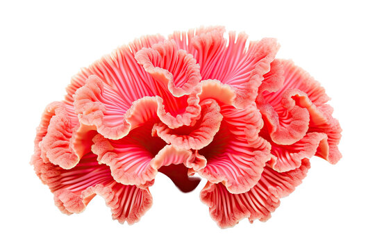 Goniastrea coral on transparent background (PNG)., generative artificial intelligence
