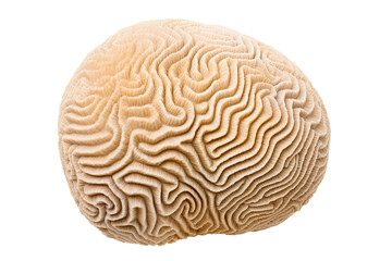 Grooved Brain Coralon transparent background (PNG)., generative artificial intelligence
