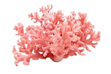 Hydnophora Coral on transparent background (PNG)., generative artificial intelligence
