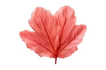 Obraz premium Leafy Stony Coral on transparent background (PNG)., generative artificial intelligence 