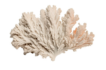  Leafy Stony Coral on transparent background (PNG)., generative artificial intelligence
