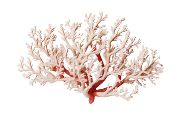  Leafy Stony Coral on transparent background (PNG)., generative artificial intelligence
