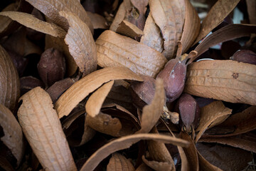 Seed of Dipterocarpus alatus Roxb.