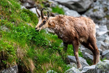 The Tatra Chamois, Rupicapra rupicapra tatrica. A chamois in its natural habitat during the transition from winter to summer fur. The Tatra Mountains, Slovakia.