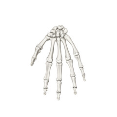 손바닥 손목 손가락 뼈 메디컬일러스트