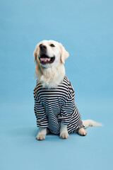 Obraz premium Smiling, happy, purebred dog, golden retriever wearing striped shirt, calmly sitting against blue studio background