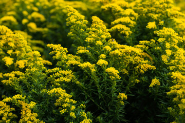 Floral background of goldenrod solidago flowers, vivid yellow blossoms background of solidago goldenrod flowers, Goldenrod field    - obrazy, fototapety, plakaty