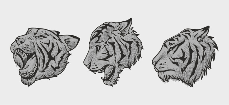 grey tiger head vector illustration with shading consisting of three images