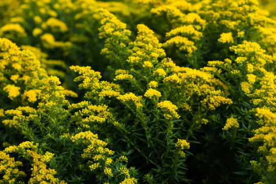 Floral background of goldenrod solidago flowers, vivid yellow blossoms background of solidago goldenrod flowers, Goldenrod field   