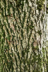 Texture of a tree bark