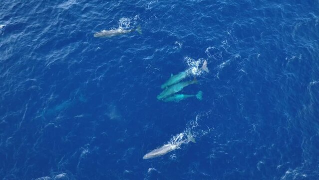Group of sperm whales blow and dives down into azure blue ocean waters. Aerial