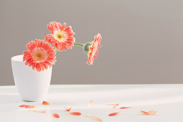pink gerber in white vase on white table