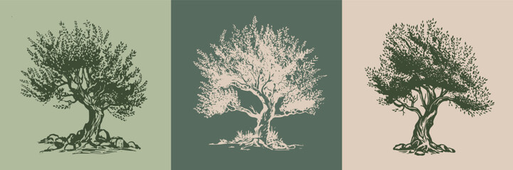 Olive tree hand drawn illustrations, sketch. Vector.	
