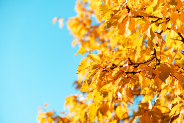 Yellow autumn plum tree crown leaves against clear blue sky. Copy space. Sunny weather day. Beauty in nature. Natural fall background. Golden season. Lush crown. Bright colors
