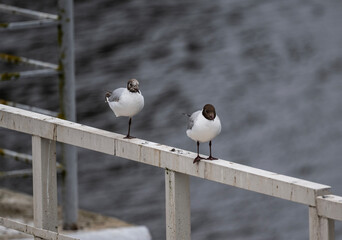 black-headed gulls on the railing against the backdrop of the lake on a sunny day
