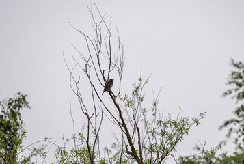 birds on the branches of a tree during the rain on the lake on a summer day