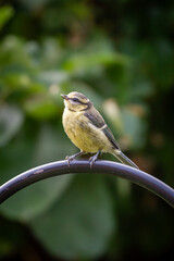 A young blue tit perched in a Sussex garden in summertime, with a shallow depth of field