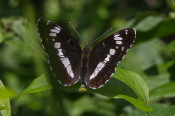 Kleiner Eisvogel (Limenitis camilla)