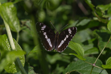 Fototapeta premium Kleiner Eisvogel (Limenitis camilla)