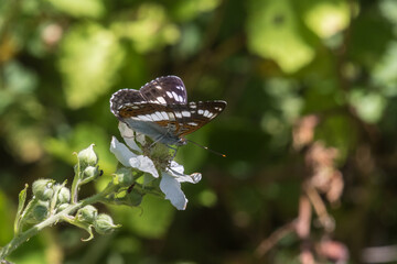 Kleiner Eisvogel (Limenitis camilla)