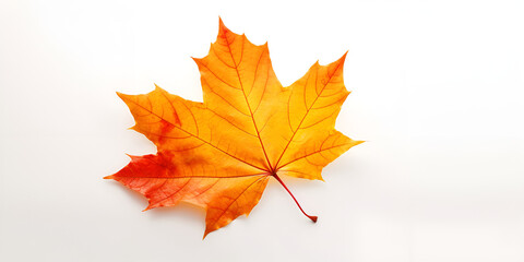 Autumn gold leaf on a white background, generative Ai