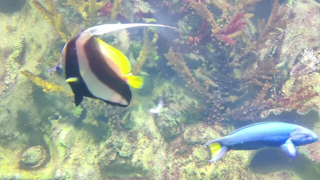 Schooling Bannerfish or Pennant Coralfish gracefully swimming in a pond