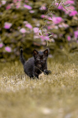 Obraz na płótnie Canvas Little beautiful black kitten in nature