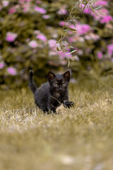 Little beautiful black kitten in nature