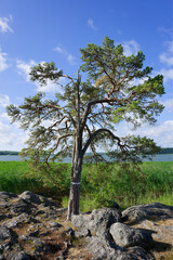 Yttereneby nature reserve - 619786343